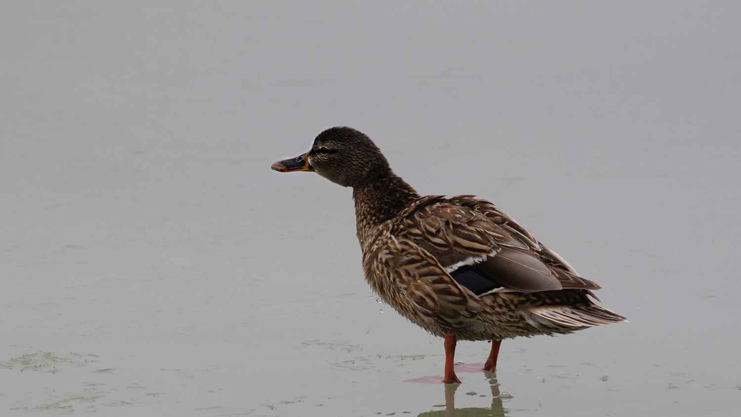 Northern Shoveler